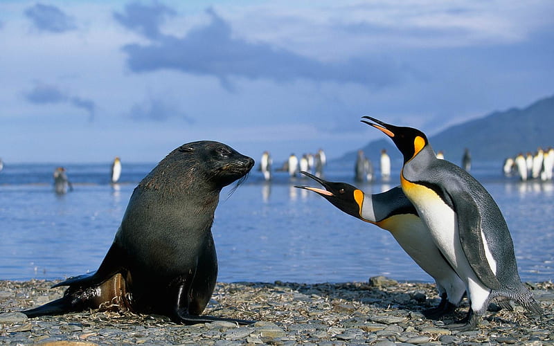 Happy Antarctic penguins 06, HD wallpaper