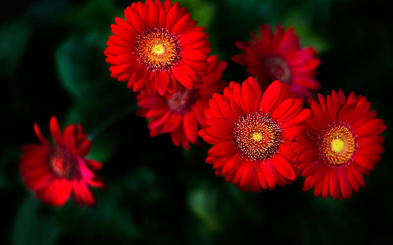 ❤️, Red, Flowers, Gerbera, Nature, HD wallpaper