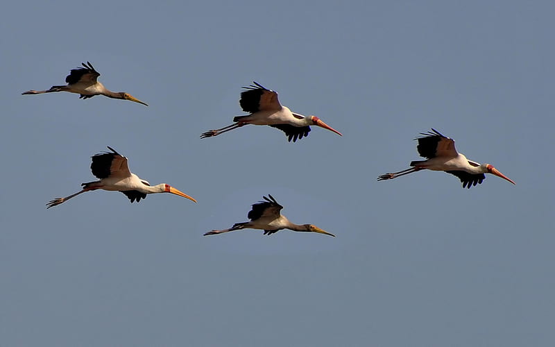 Crane Migration, cranes, water birds, birds, migrating, animals, HD wallpaper