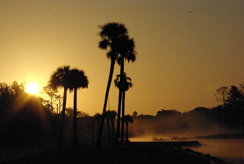 Palm tree, fog, bushes, dark, HD phone wallpaper