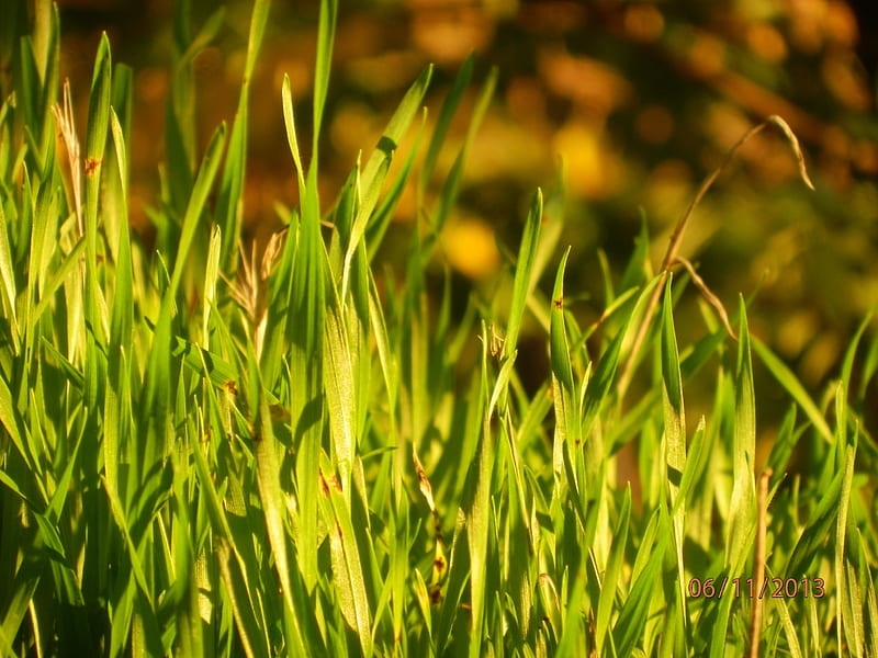 Grass, Sun-, Evening-, Green-, November-, HD wallpaper | Peakpx