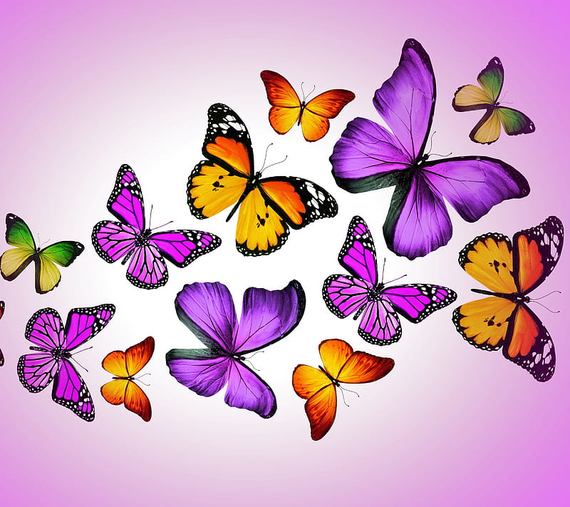Butterflies, bonito, insect, pink, wings, HD wallpaper