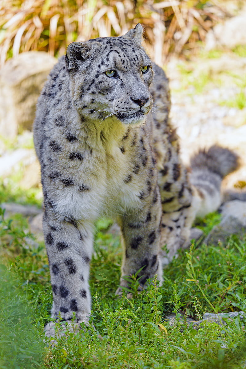 snow leopard, big cat, predator, animal, wildlife, HD phone wallpaper