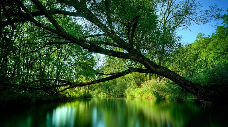 green river in india, river, overhang, trees, green, HD wallpaper