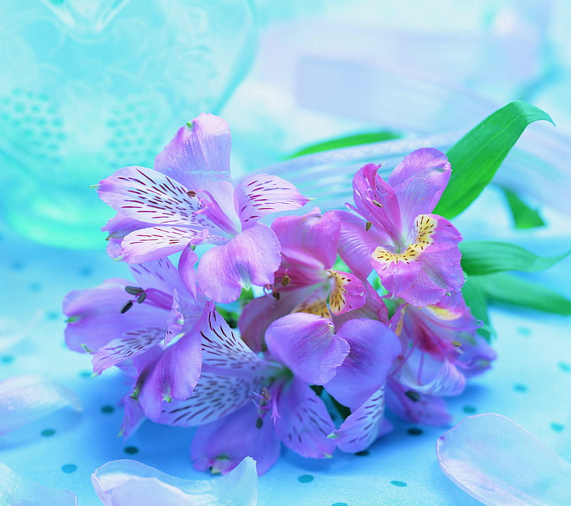 Orchid, background, blue, flower, lilac, purple, HD wallpaper