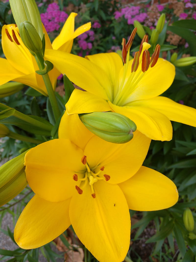 Lirio de sol, flores, lirio, amarillo, Fondo de pantalla de teléfono HD |  Peakpx
