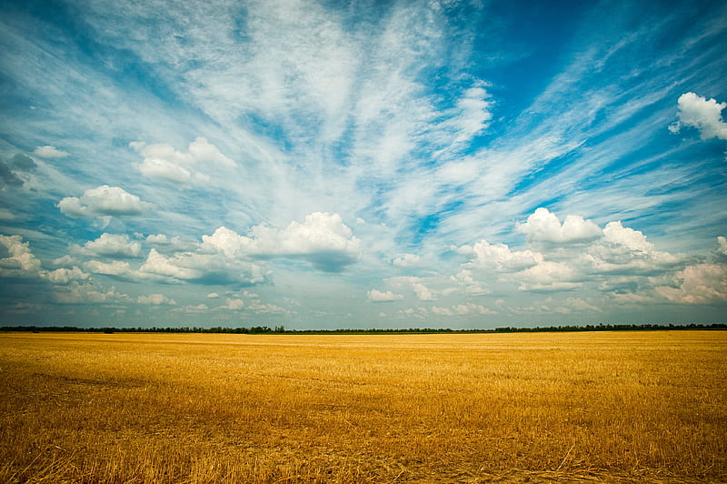 Yellow Grass Field , field, grass, nature, farm, HD wallpaper