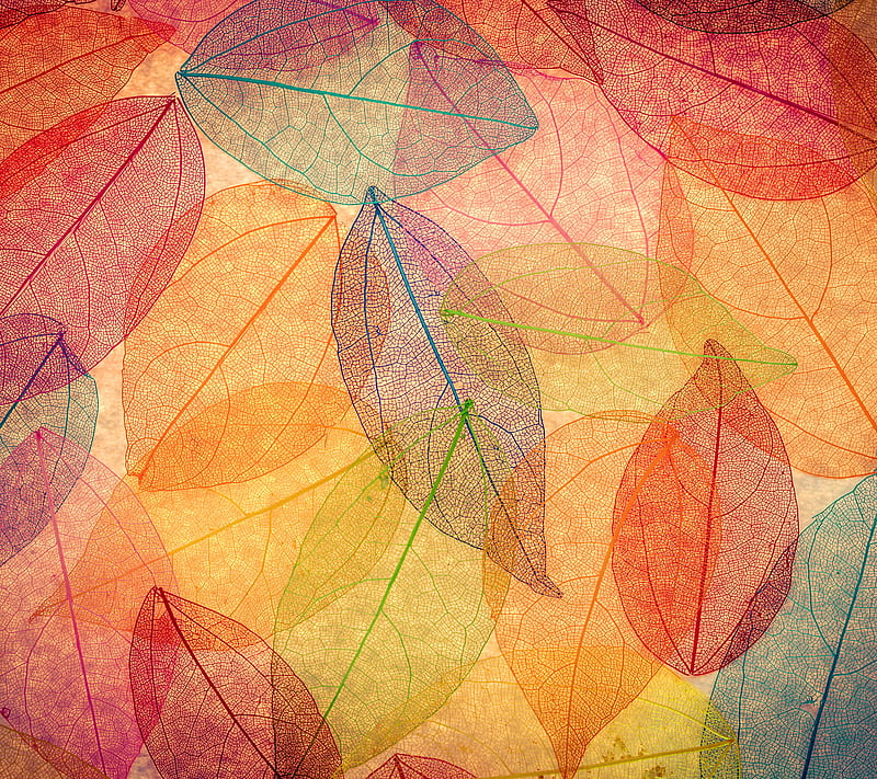 Autumn Leaves, colors, transparent, HD wallpaper