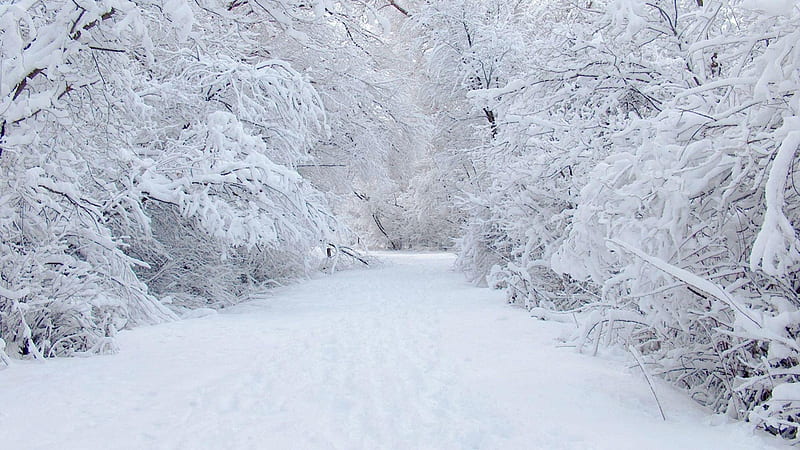 Nieve perfecta, bosque, árboles, invierno, frío, copos, luz del día, nieve,  brillante, Fondo de pantalla HD | Peakpx