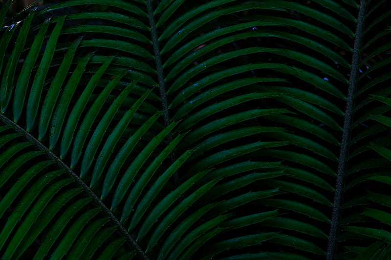 palm, leaves, green, dark, plant, HD wallpaper