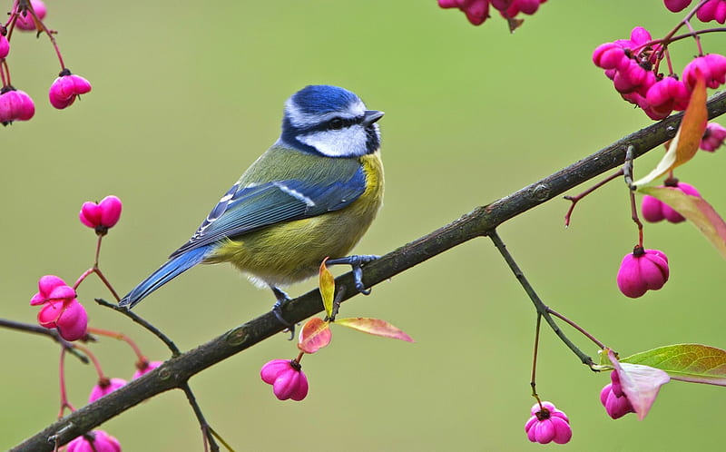 Tit, bird, green, flower, pitigoi, spring, blue tit, branch, pink, HD wallpaper