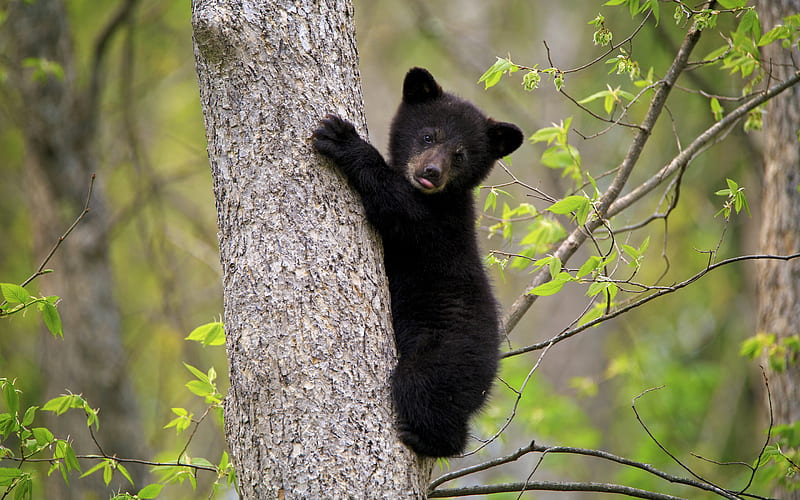 Pequeño cachorro de oso negro, bosque, fauna, osos, osito en un árbol,  animales salvajes, Fondo de pantalla HD | Peakpx