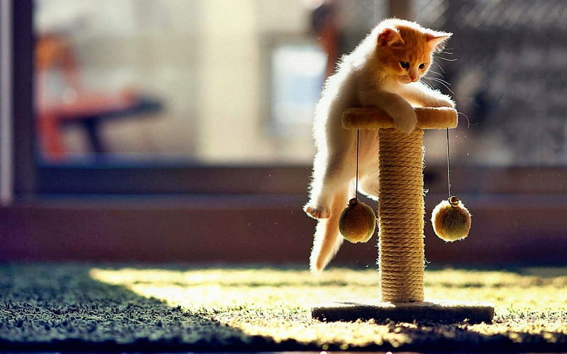 hanging on, cute, funny, cat, animals, HD wallpaper