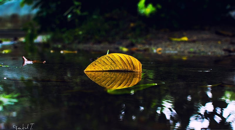 Yellow leaf on water, fall, water, graphy, autumn, nature, reflection ...