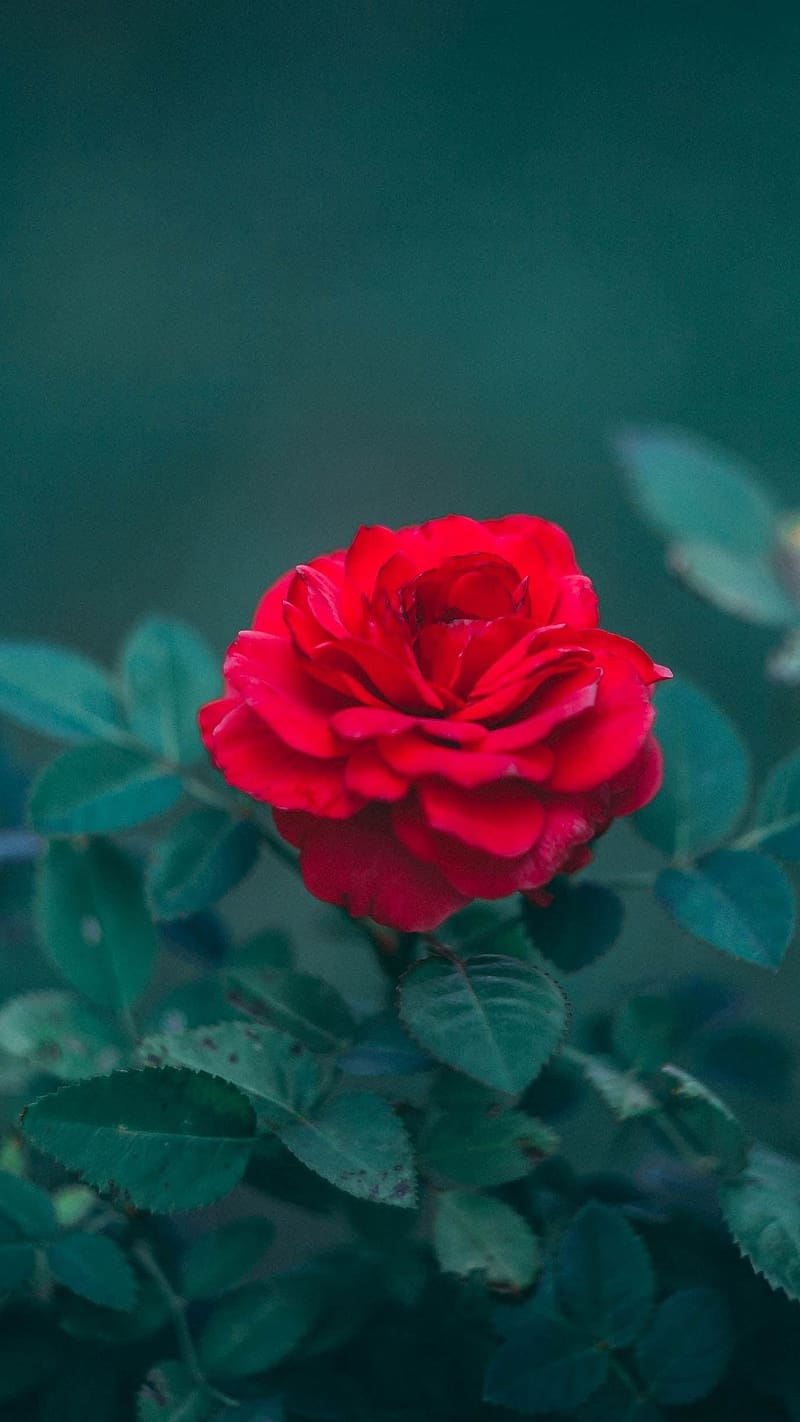 Gulab Phool Wala, Single Rose On Plant, flowers, pink rose, HD phone wallpaper
