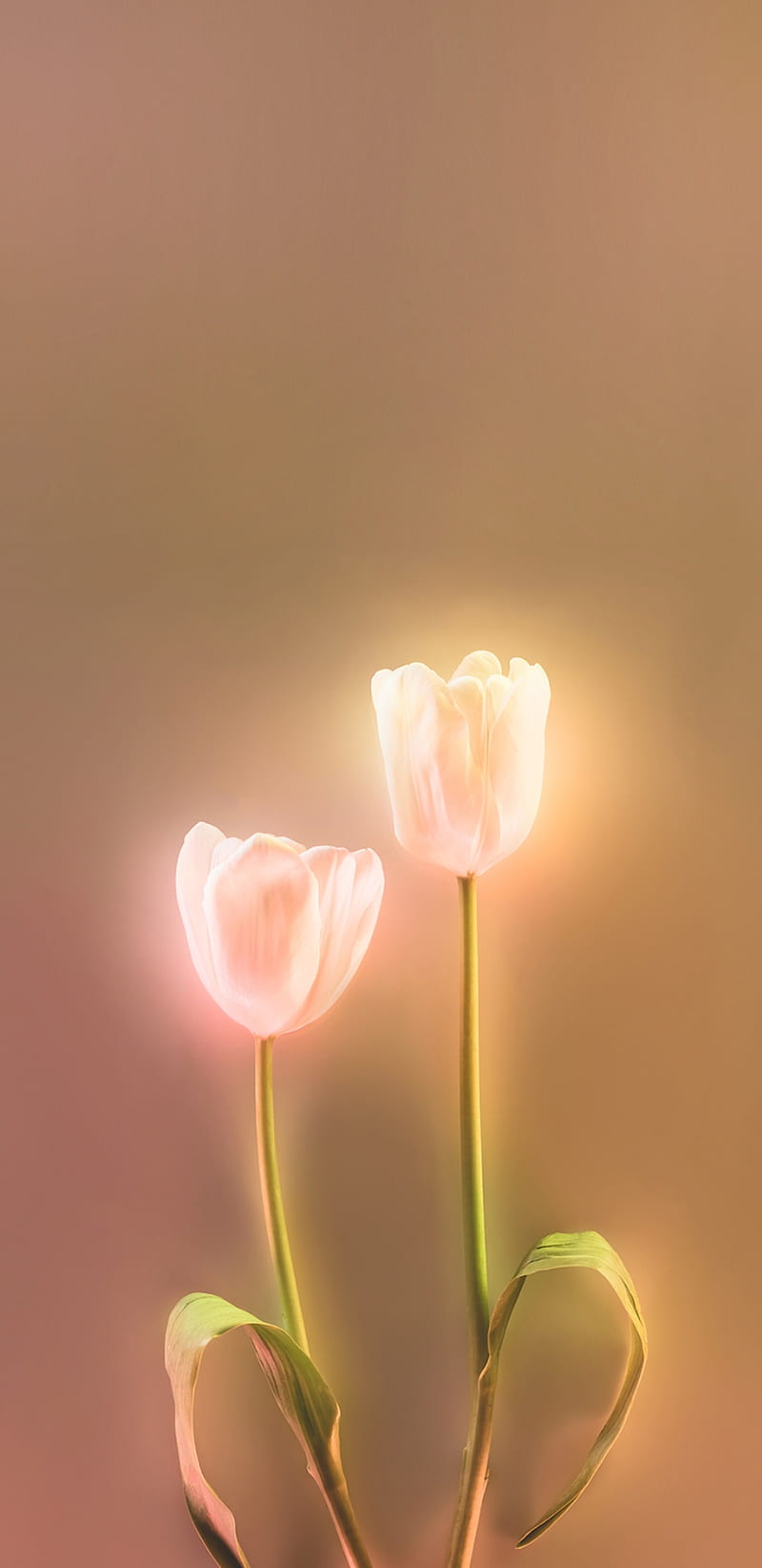 TulipsAGlow, tulips, flowers, glow, light, bonito, pretty, girly, magical, pink, HD phone wallpaper
