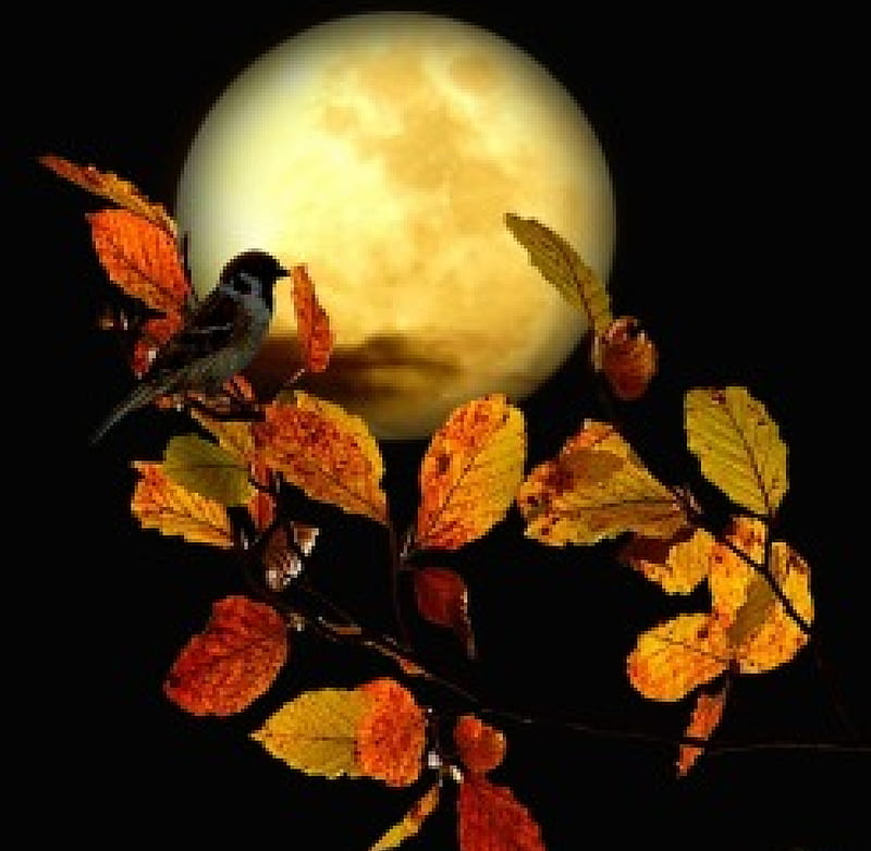 *Goodnight*, fall, autumn, little, full, shadow, yellow, hq, leaves, tree branch, moon, bird, moonlight, sparrow, season, goodnight, night, HD wallpaper