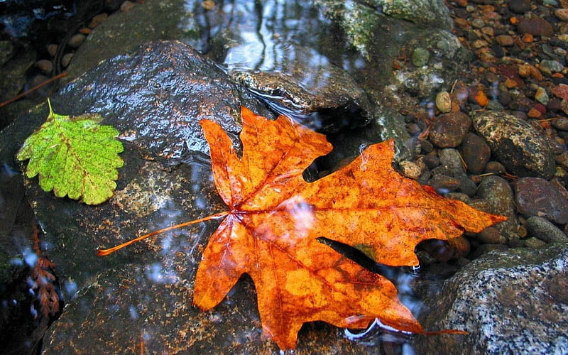 maple leaf water wet-graphy, HD wallpaper