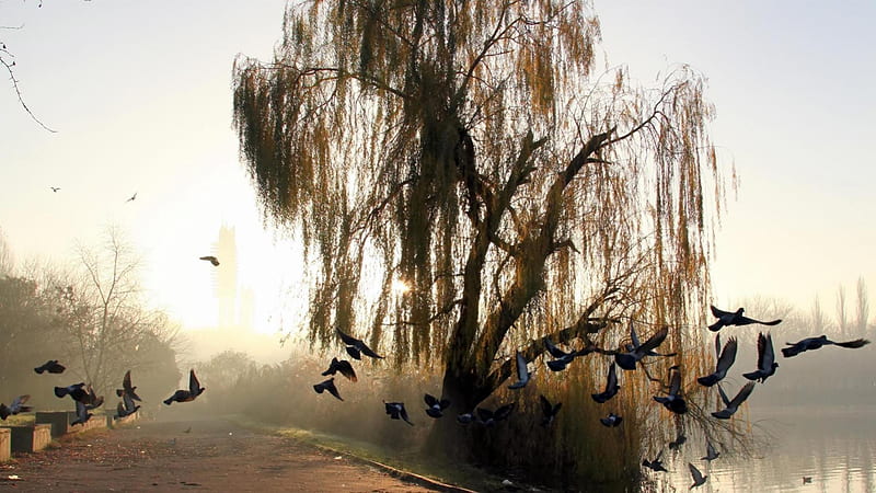 doves flying by a weeping willow, pond, tree, birds, path, sunrise, mist, HD wallpaper