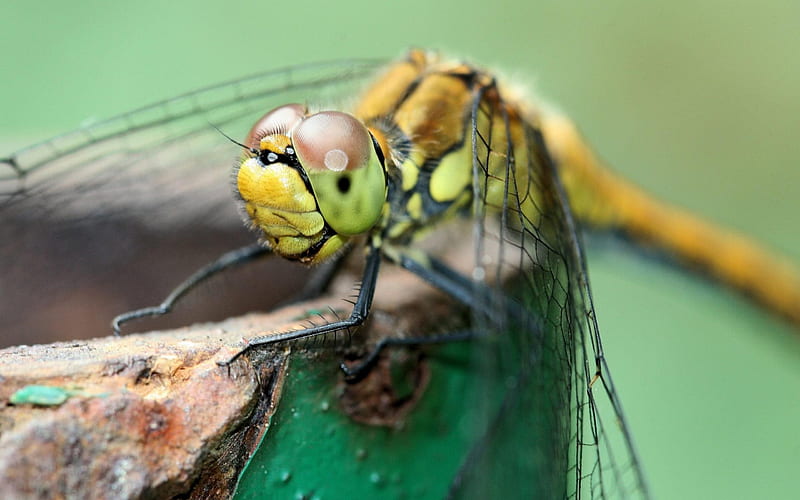 Insect Dragonfly-Animal selection, HD wallpaper