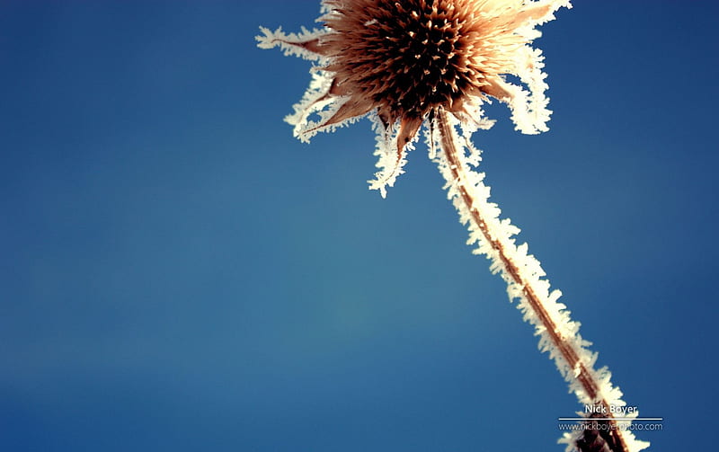 Frosted sunflower, frosted sunflower, abstract, winter, cold, graphy, snow macro, ice, flowers, nature, frozen, frost, HD wallpaper
