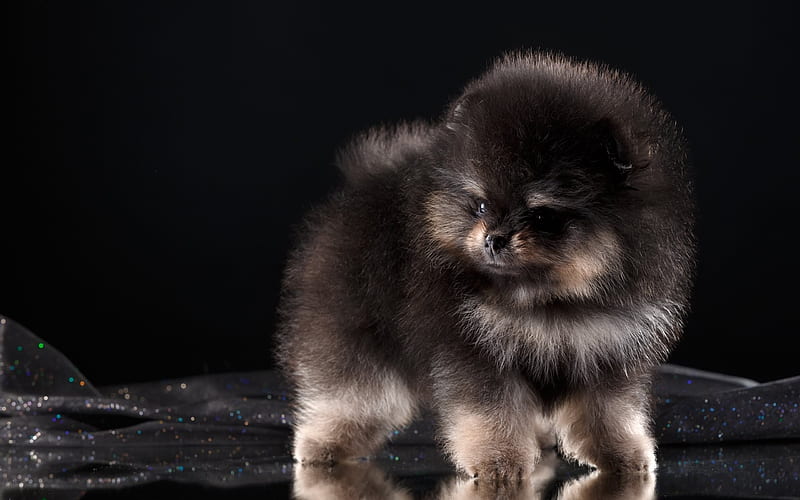 Pomeranian, fluffy puppy, dog, black spitz, small dogs, black Pomeranian, HD wallpaper