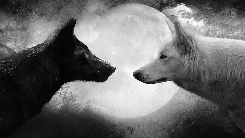 Wolves In The Moonlight, white wolf, abstract, fantasy, moon, wildlife, nature, wolves, dogs, black wolf, HD wallpaper