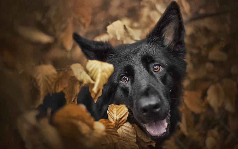 Black German Shepherd, close-up, bokeh, muzzle, autumn, cute animals, German Shepherd, dogs, black dog, German Shepherd Dog, HD wallpaper