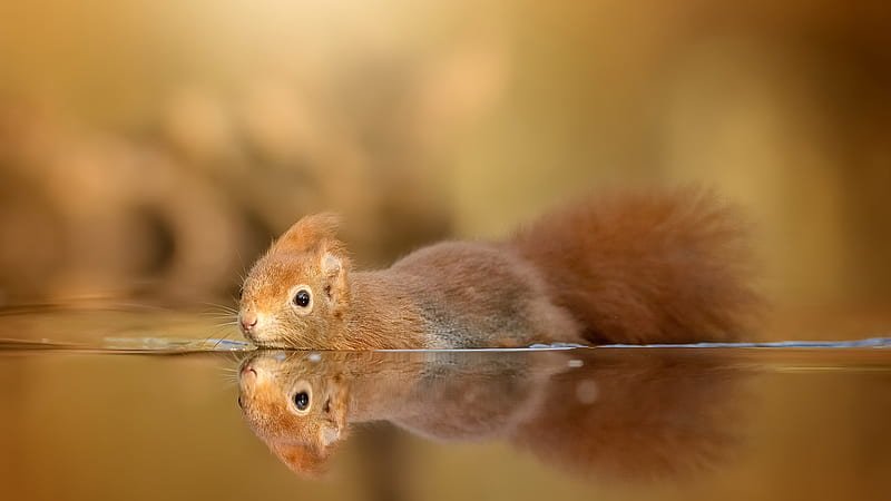 Red Squirrel Is On Water With Reflection Squirrel, HD wallpaper