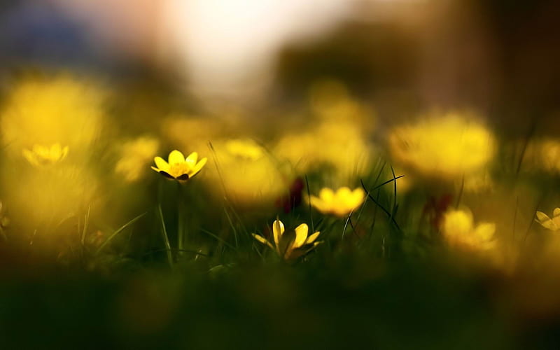 close up yellow flowers-Flowers and plants, HD wallpaper