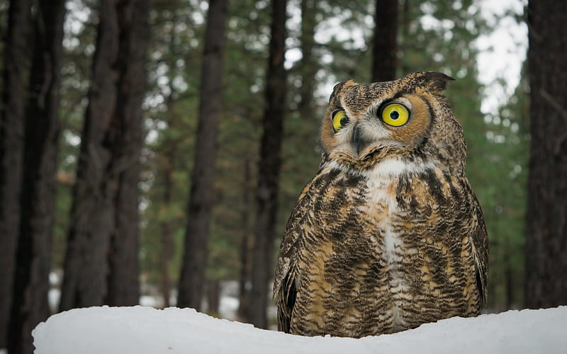 owl, winter, forest, snow, great horned owl, predator, HD wallpaper