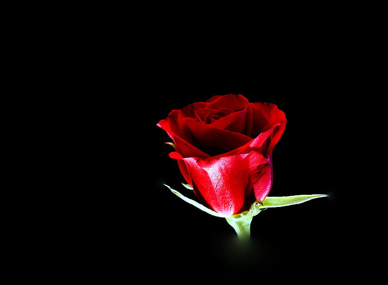 Rose Red, red rose, single rose, rose, black background, flower, HD wallpaper