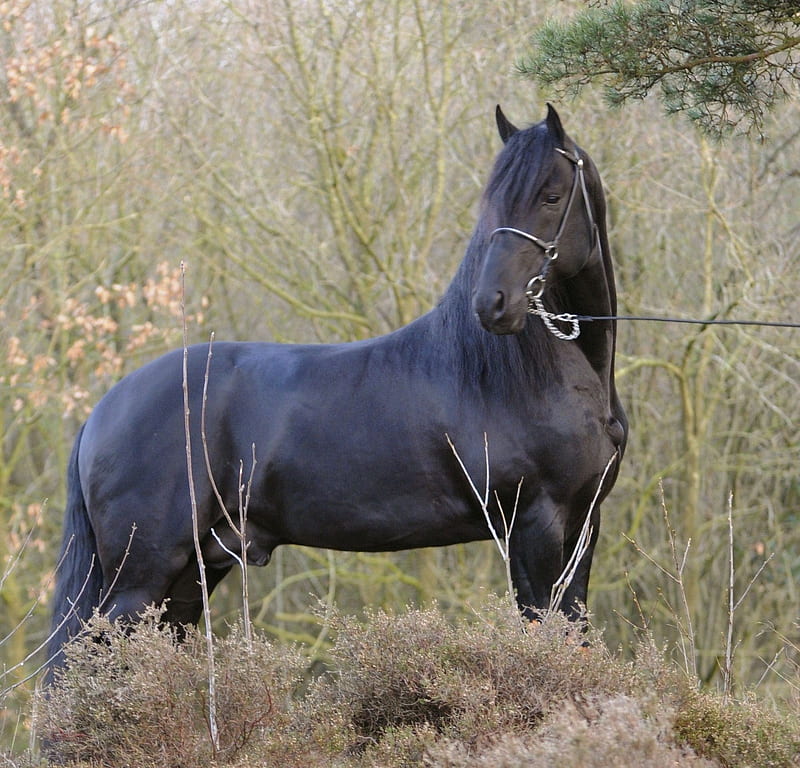 Arabo Friesian, crossbreed, friesian, horses, arabian, HD wallpaper