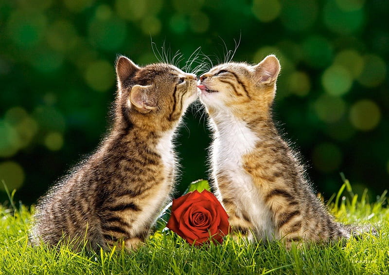 Cat kiss, red, grass, rose, fluffy, adorable, kiss, sweet, love, kitties, friends, forest, greenery, cat, cute, buddies, flower, summer, kitten, meadow, field, HD wallpaper