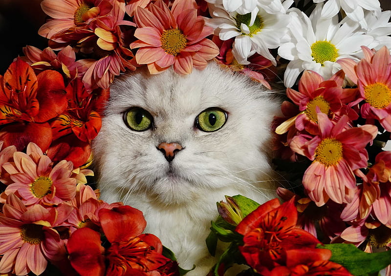 Cats, Cat, Flower, Pet, HD wallpaper