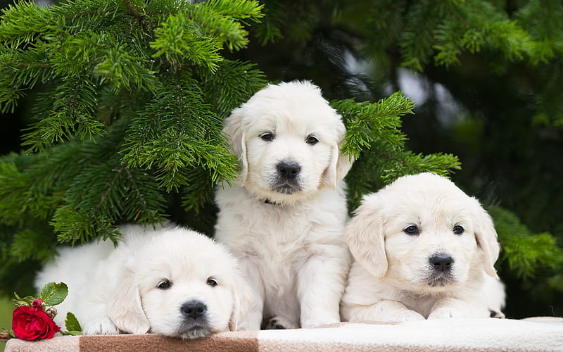 Three White Puppies, puppies, retriever, fir, dog, animal, HD wallpaper