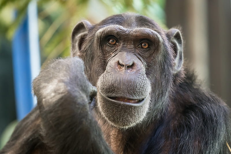 Chimpanzee, monkey, black, ape, HD wallpaper