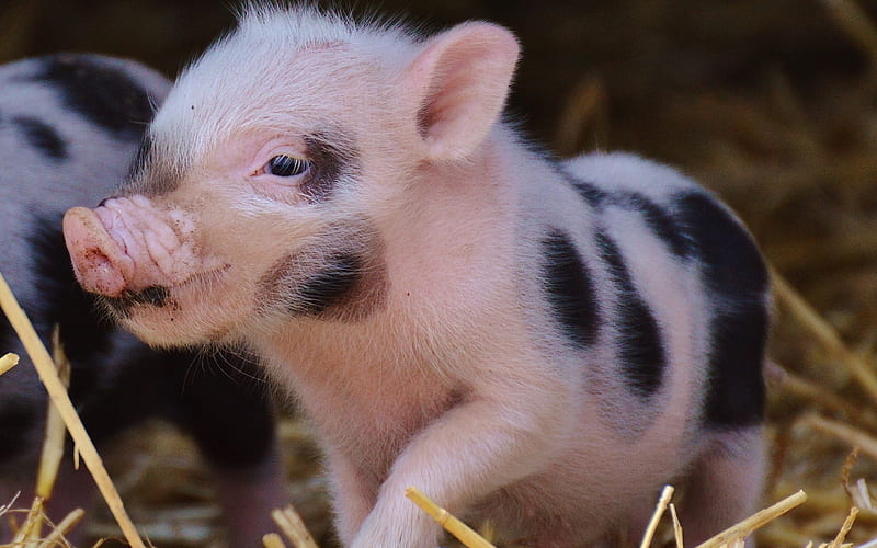 small pig, piglet, hay, farm, pigs, funny animals, pets, piglets, HD wallpaper