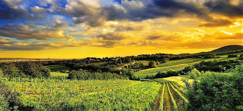 Vineyard under a golden sky, vineyard, sky, field, landscape, HD wallpaper