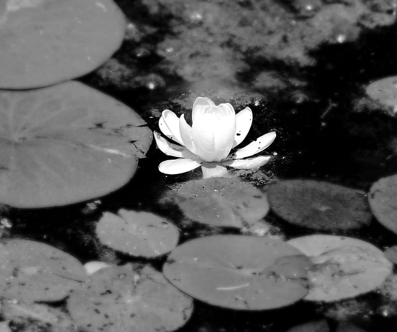 Bloom, flower, lily, pad, water, white, HD wallpaper