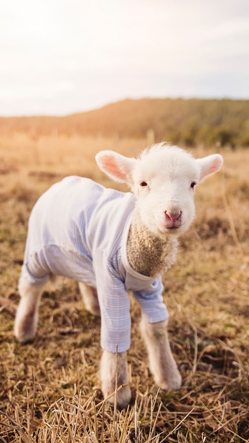 Cute Animals Baby Lamb, cute animals, baby, lamb, sheep, sunlight, brown grass, HD phone wallpaper