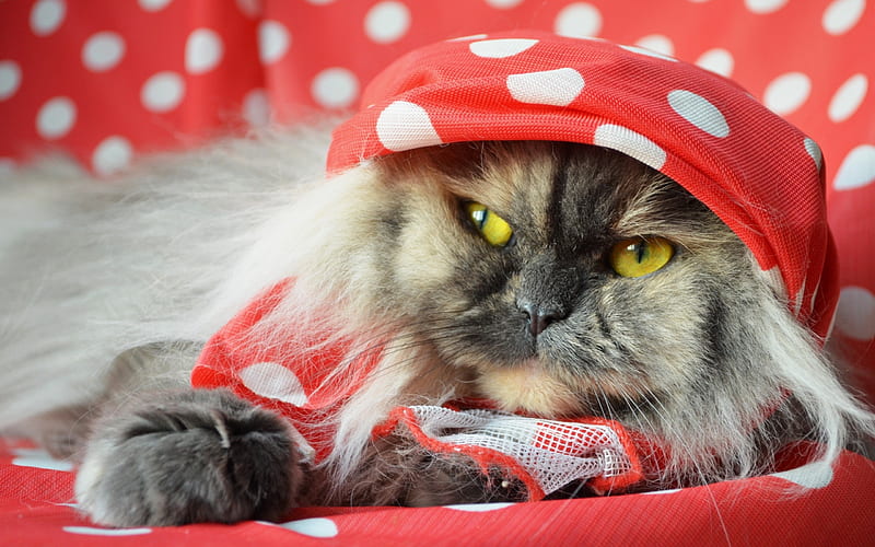 Persian Cat, gray cat, close-up, yellow eyes, fluffy cat, cats, domestic cats, pets, Persian, HD wallpaper