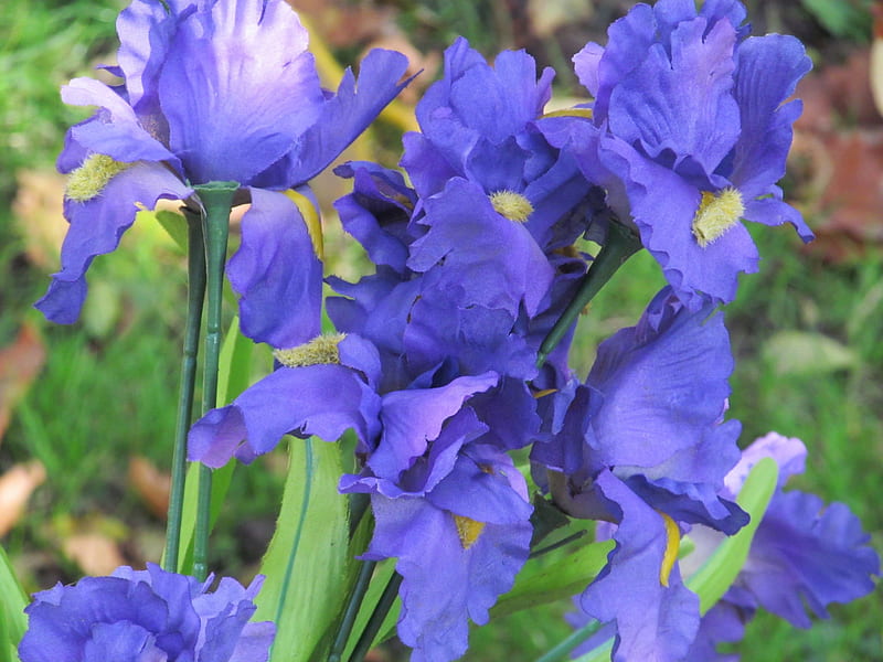Purple Iris, flowers, blooms, plants, flora, HD wallpaper