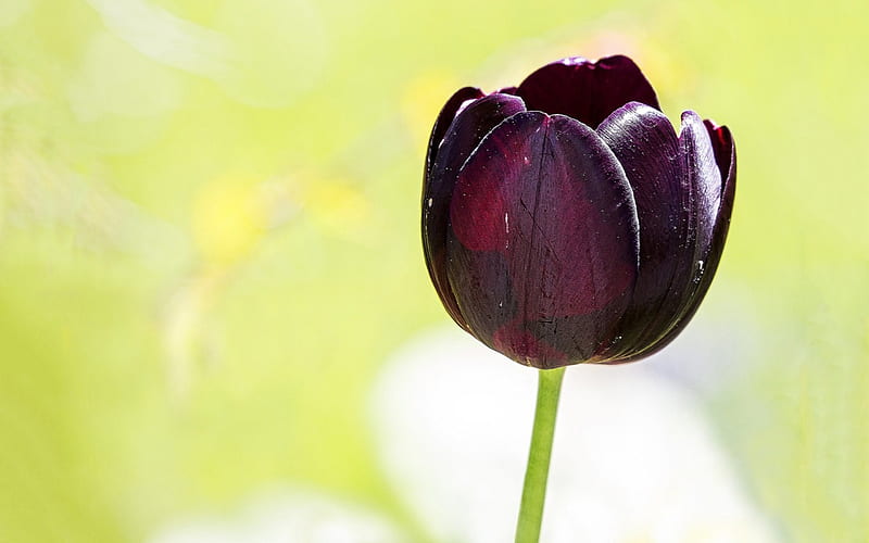 Dark Purple Tulip, flowers, nature, tulips, purple, HD wallpaper