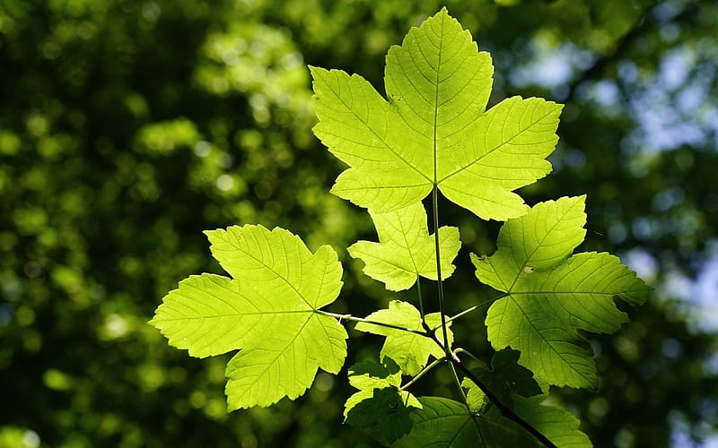 Sycamore Leaves, nature, leaves, sycamore, green, HD wallpaper