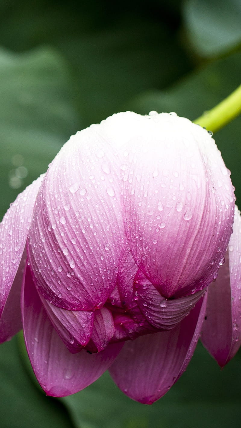 Lotus , flower, leaf, pink, water drops, macro, HD phone wallpaper