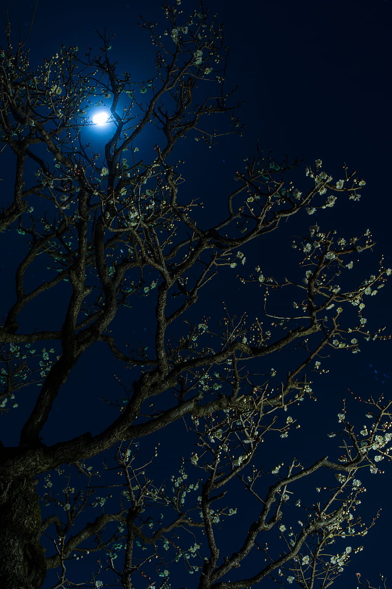 Luna, cereza, flores, árbol, noche, oscuro, Fondo de pantalla de teléfono  HD | Peakpx