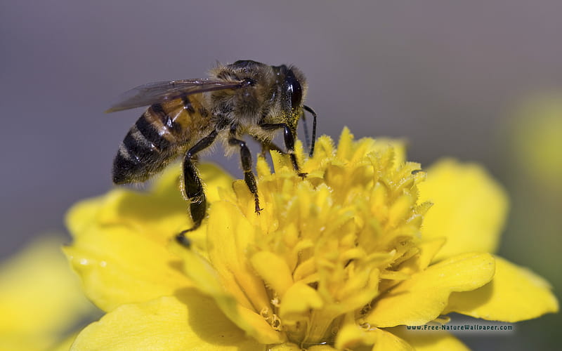 BEE, pretty, buzzing, nectar, busy, HD wallpaper