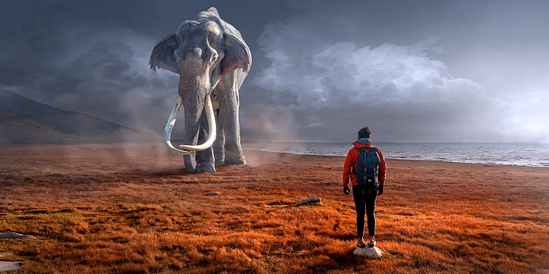 mammut, 2017, desert, elefante, elephant, king, lightnings, man, new, sand, HD wallpaper