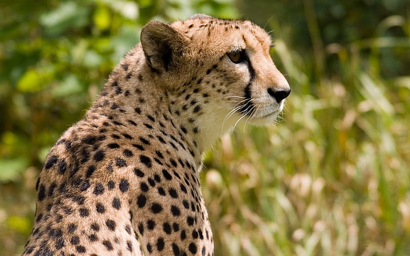 Cheetah, cat, big, fast, HD wallpaper